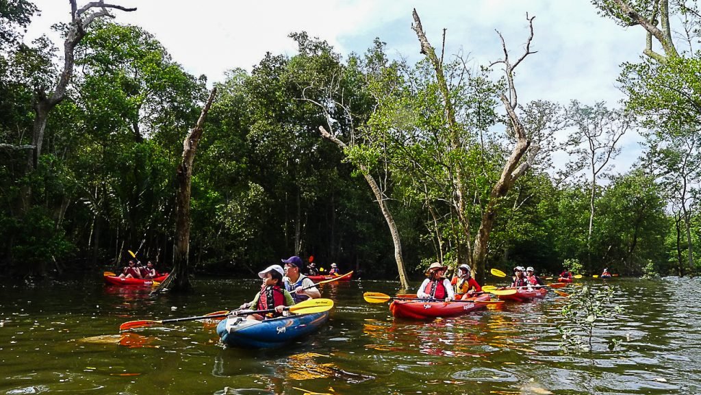 Mandai Mangroves in Singapore