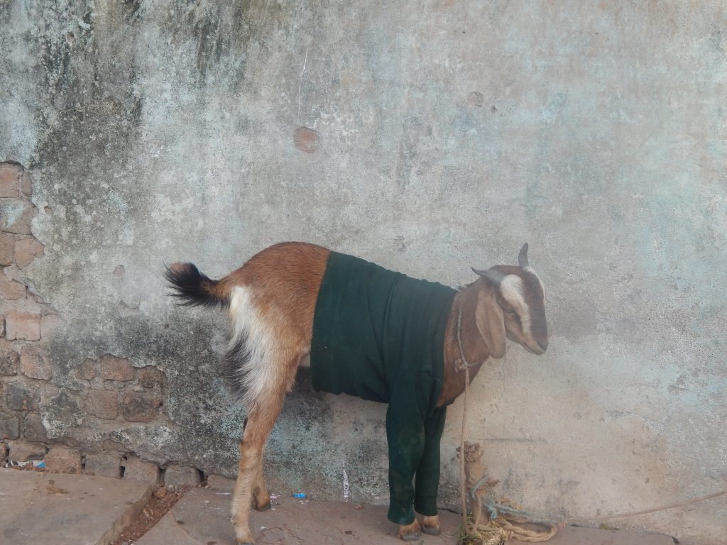 Goat in a sweater 