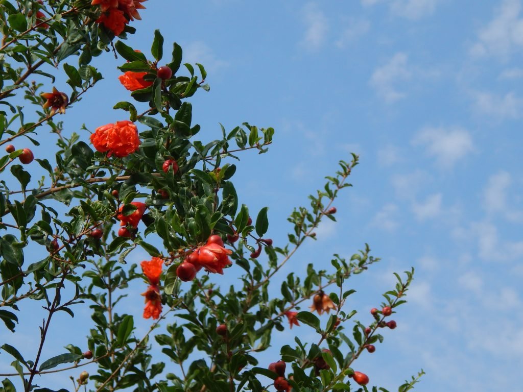 Pomegranate trees Phaltan