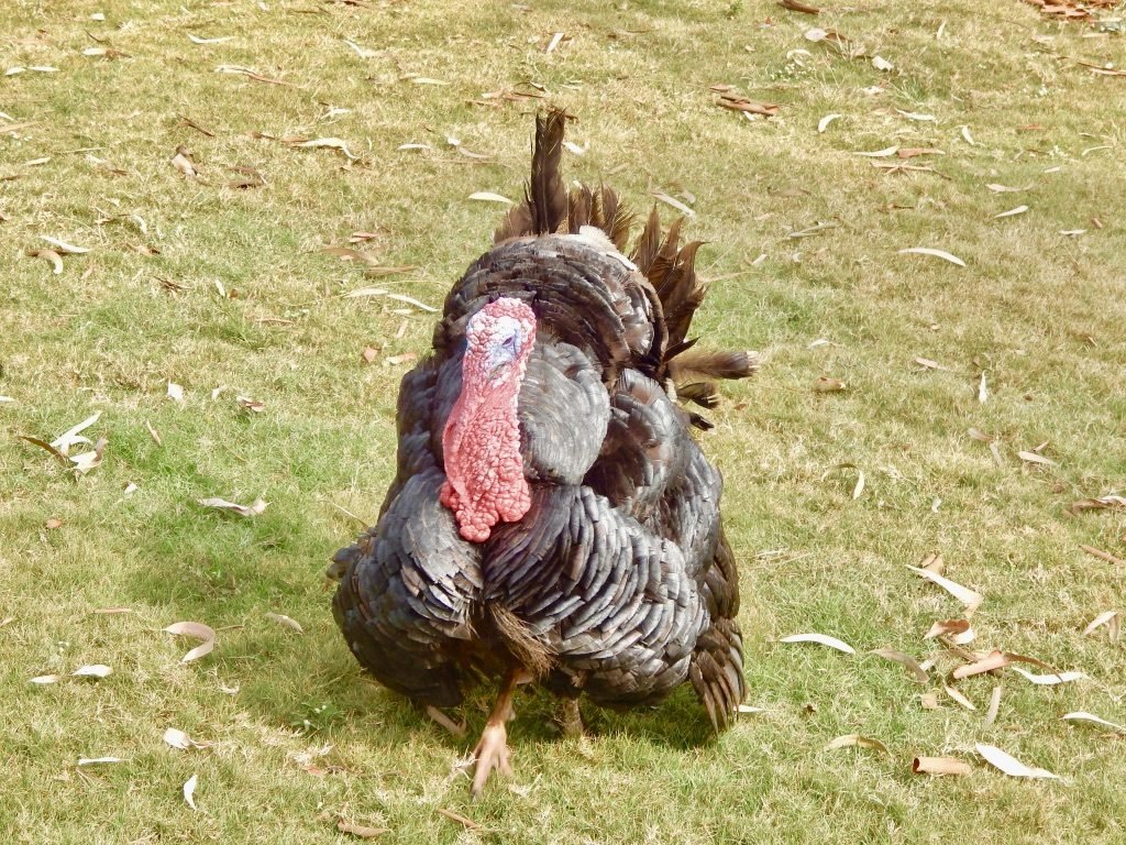 Turkey in Lonavala