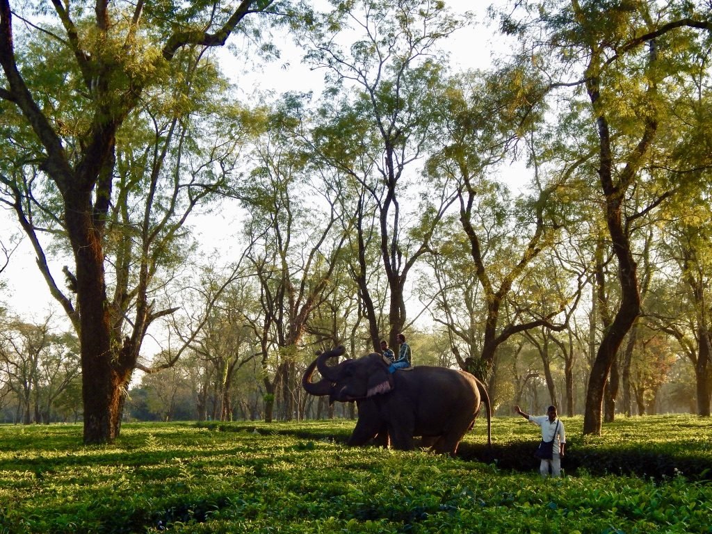 Happy Elephants 