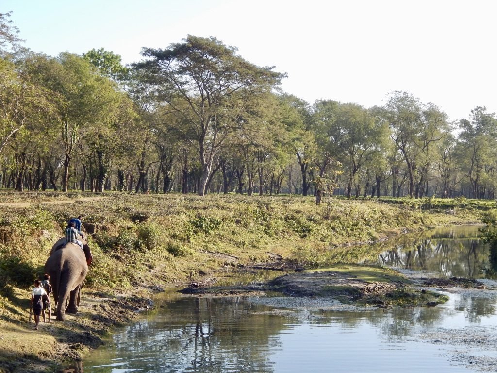 Bathing elephants at Manas National Park 