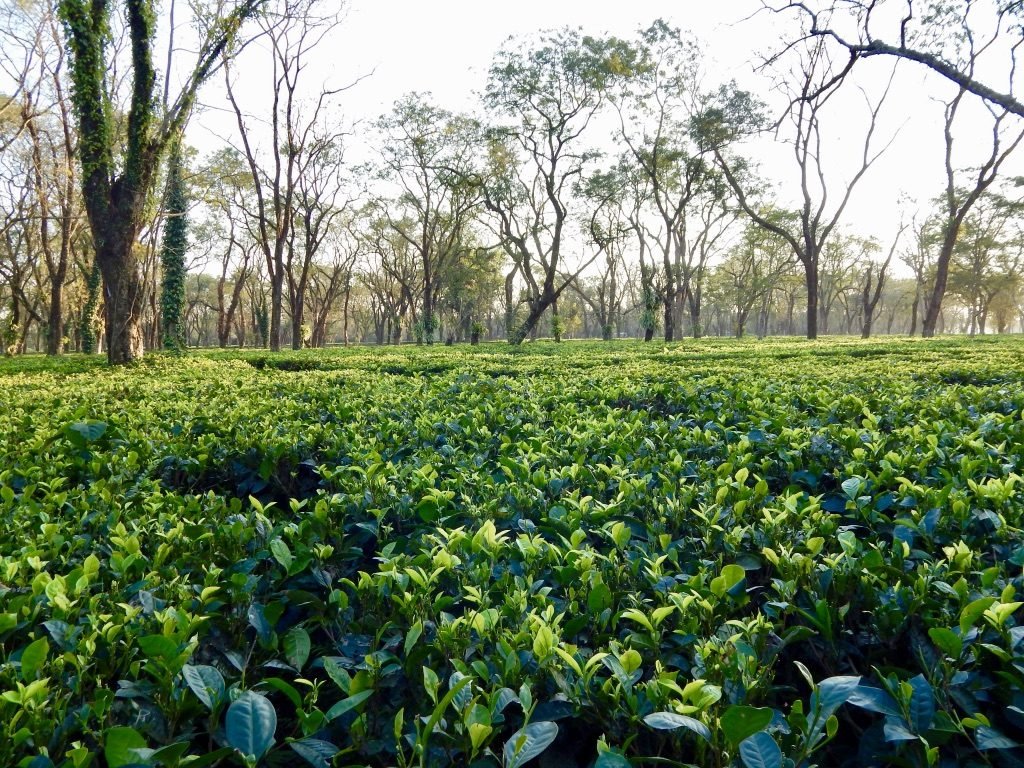 Manas National Park 