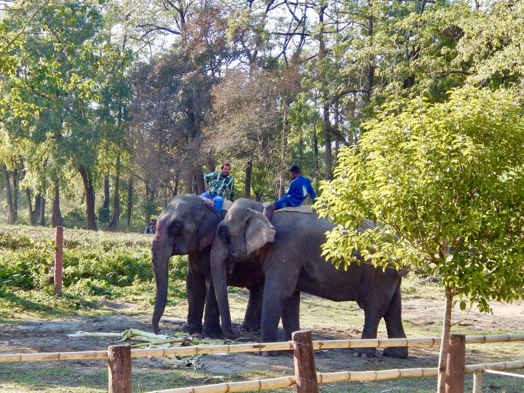 Elephants at Manas National Park