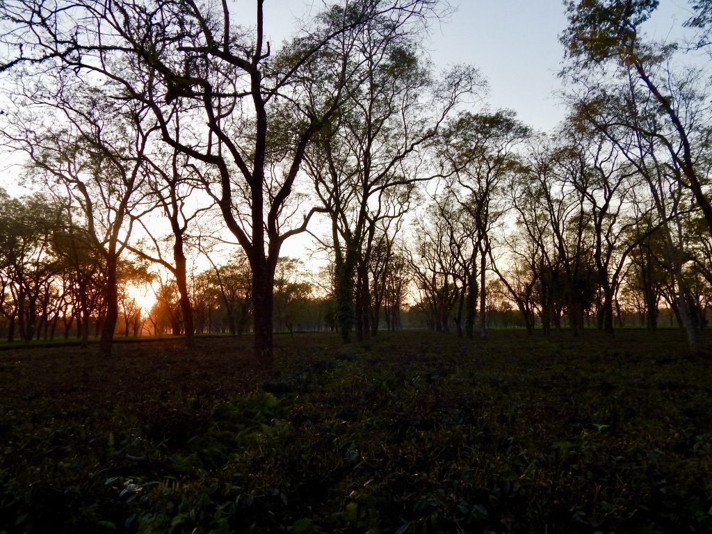 Sunset at Manas National Park 