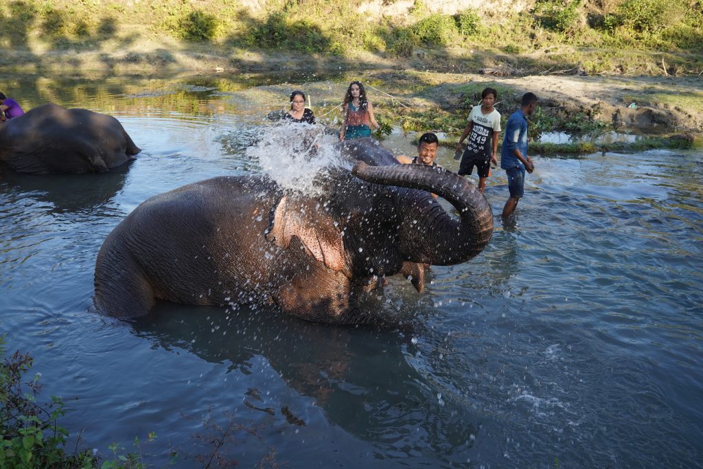Bathing elephants 