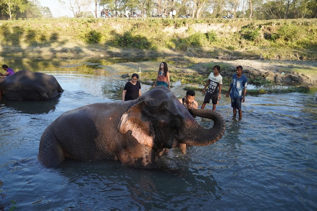 Bathing elephants