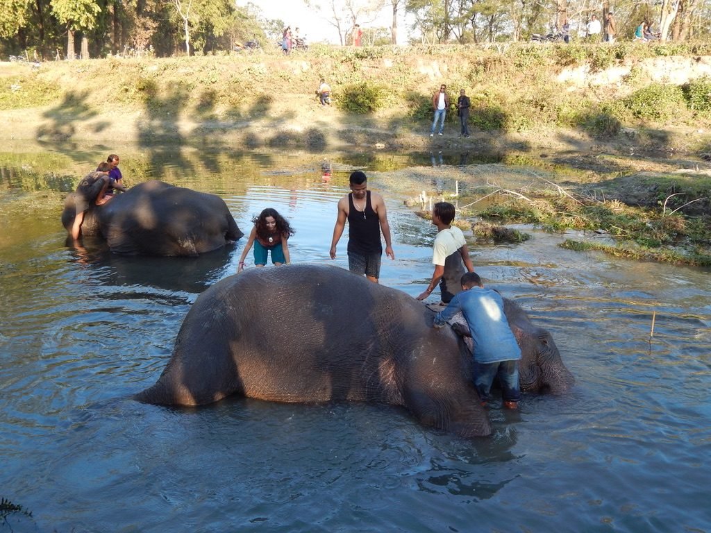 Elephants lazing around