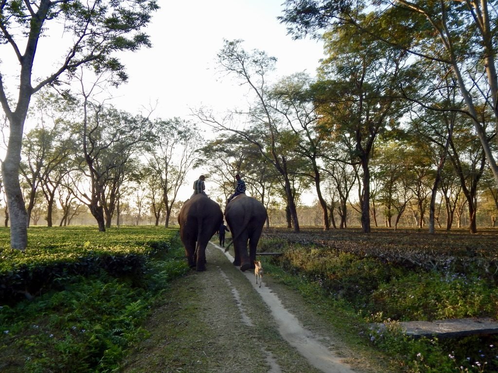 Manas National Park 