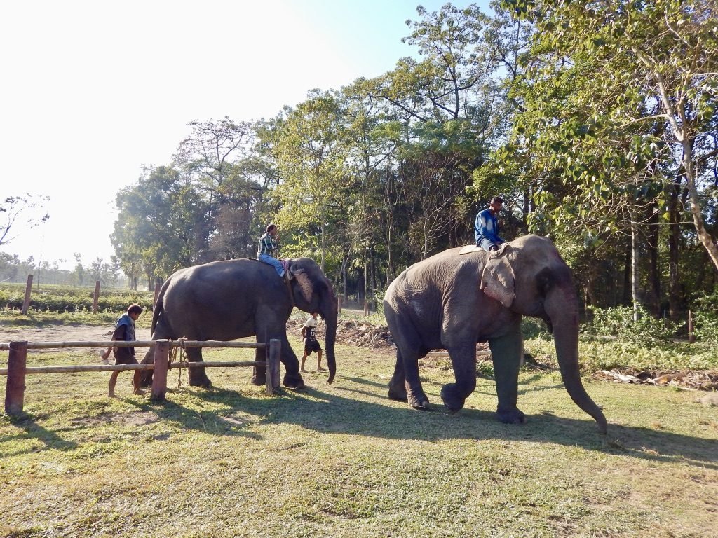 Manas National Park