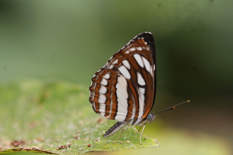 Mystic Woods by The Butterfly Conservatory Of Goa