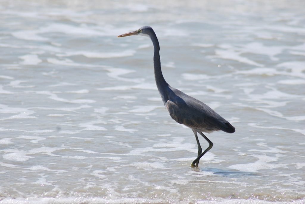 Birding in Goa 